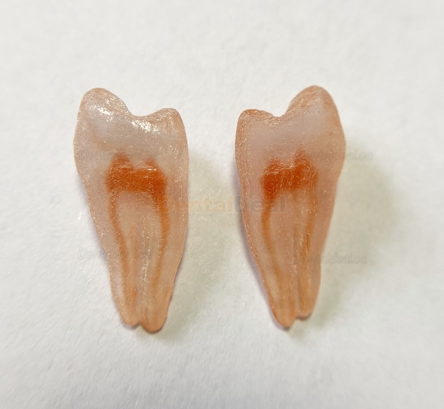 12Pcs Molar Incisor Cuspid Teeth Model Dental Endo Files Path for Endodontic Training Practice